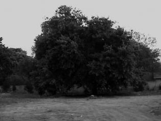 Landscape 12